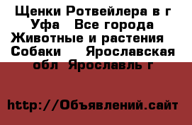 Щенки Ротвейлера в г.Уфа - Все города Животные и растения » Собаки   . Ярославская обл.,Ярославль г.